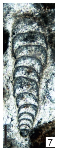 Tauridiopsis venusta Vachard in Krainer, Vachard & Schaffhauser, 2019