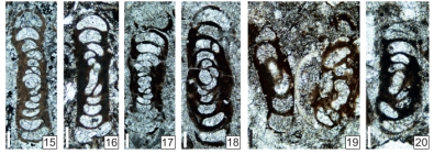 Uralogordiopsis grozdilovae Vachard in Krainer, Vachard & Schaffhauser, 2019
