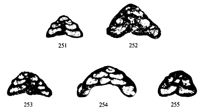 Tetrataxis pusillus Conil & Lys, 1964