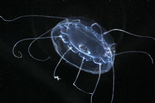 Solmissus marshalli - from mouth of Brunswick River, New South Wales, Australia 