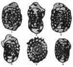 Chromista - Foraminifera (foraminifers)