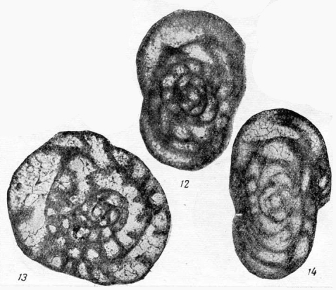 Eostaffella tujmasensis Vissarionova, 1948 Eostaffella tujmasensis Vissarionova, 1948