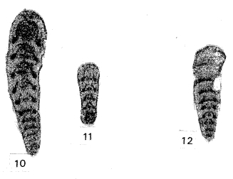Polarisella blindensis Mamet & Pinard, 1992 Polarisella blindensis Mamet & Pinard, 1992