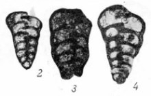 Palaeotextularia consobrina Lipina, 1948
