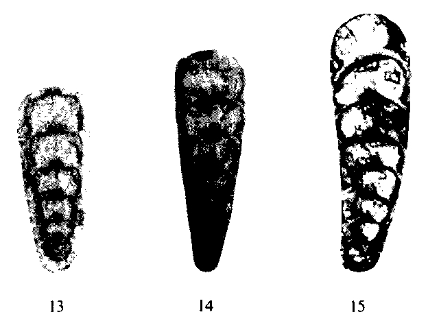 Nodosaria gracilis Potievskaya, 1962 Nodosaria gracilis Potievskaya, 1962