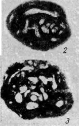 Glomospira mikhailovi Reitlinger, 1950 Glomospira mikhailovi Reitlinger, 1950