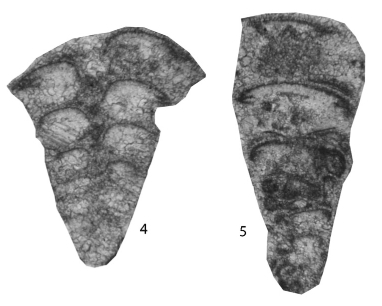 Bidagmarita sinica Gaillot & Vachard in Gaillot et al., 2009