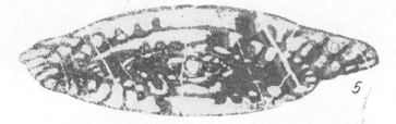 Eofusulina figurata R. Ivanova, 1980 Eofusulina figurata R. Ivanova, 1980