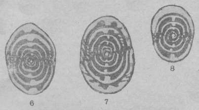 Staffella ozawai var. topilini Putrya, 1939 Staffella ozawai var. topilini Putrya, 1939