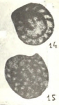 Nanicella fragilis Lipina, 1951