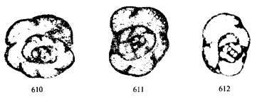Plectogyra laxa Conil & Lys, 1964
