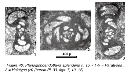 Planogloboendothyra splendens Hance, Hou & Vachard, 2011