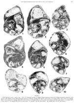 Charliella rossae Altiner & Özkan-Altiner, 2001