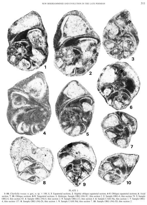 Charliella rossae Altiner & Özkan-Altiner, 2001