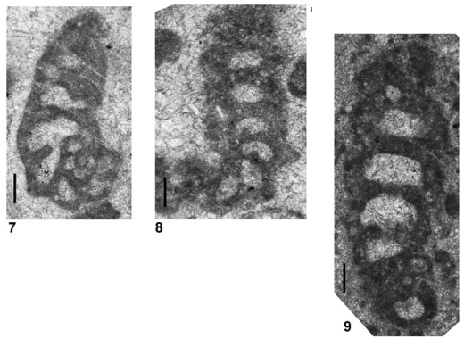 Spinoendotebanella lehrmanni Altıner &amp; Payne in Altıner, Payne, Lehrmann, Özkan-Altıner, Kelley, Summers &amp; Yu, 2021