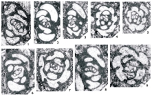 Carbotarima postfinitima Brenckle, 2004