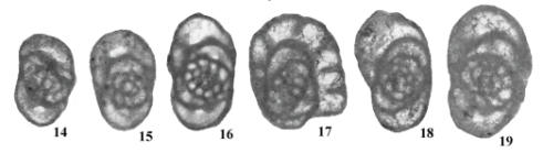 Praeostaffellina macdonaldensis Cózar, Somerville & Burgess, 2008