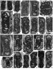 Endostaffellopsis umbilicata Cózar, Somerville, Sanz-López & Blanco-Ferrera, 2016