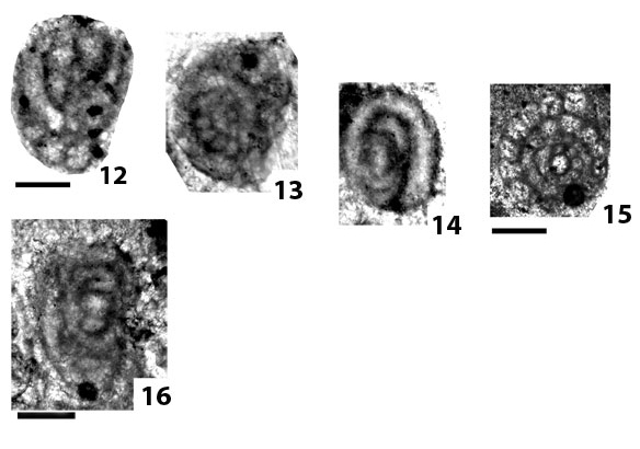 Grovesella tabasensis Davydov & Arefifard, 2007 Grovesella tabasensis Davydov & Arefifard, 2007