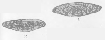 Triticites domesticus Grozdilova & Lebedeva, 1961