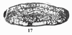 Pseudodaixinoides pseudoartiensis Anosova, Getman & Dzhenchuraeva, 2007