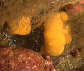 Holotype in situ at Saint Gallán Isl (Paracas, Ica, Peru)