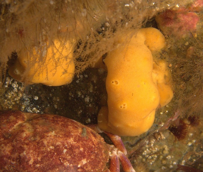 Suberites inti Holotype in situ at Saint Gallán Isl (Paracas, Ica, Peru)