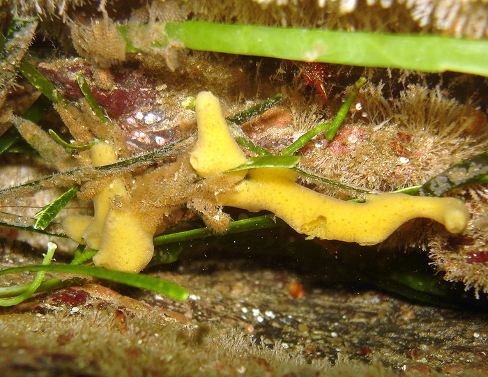 Halichondria cristata in situ (MNRJ 11389) at Lobos de Afuera Isls