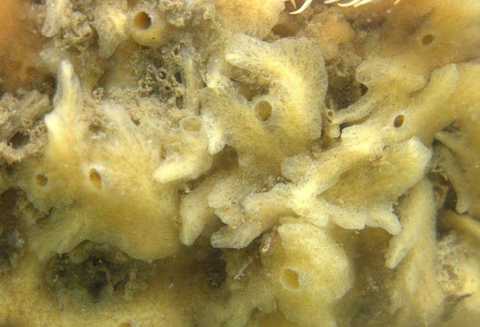 Halichondria prostrata Thiele, 1905 in situ (MNRJ 12884) at Paracas (Peru)