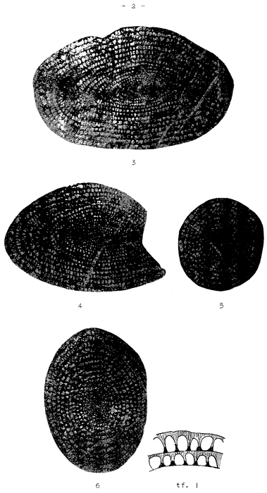 Neoschwagerina larga Morikawa & Suzuki, 1961