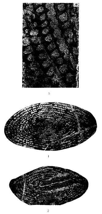 Neoschwagerina larga Morikawa & Suzuki, 1961