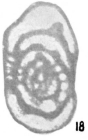 Pseudostaffella ziganica Sinitsyna in Stepanov et al., 1975