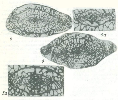 Paraschwagerina archaica Leven & Shcherbovich, 1978 Paraschwagerina archaica Leven & Shcherbovich, 1978