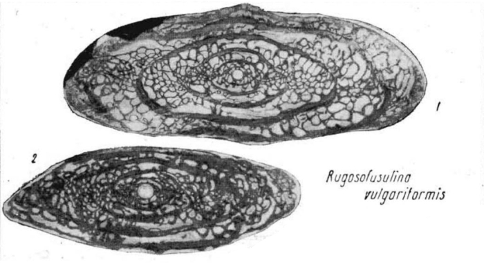 Rugosofusulina vulgariformis Kalmykova, 1960