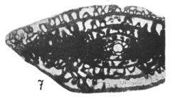 Rugosofusulina stabilis Rauzer-Chernousova, 1937