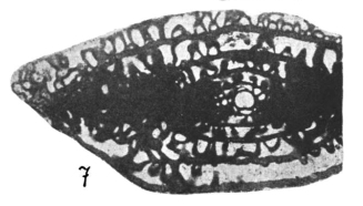 Rugosofusulina stabilis Rauzer-Chernousova, 1937 Rugosofusulina stabilis Rauzer-Chernousova, 1937