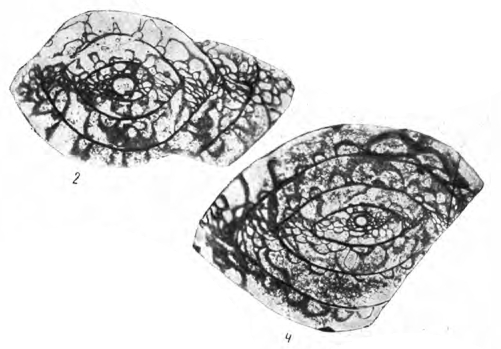 Occidentoschwagerina postgallowayi subsp. sarykolensis Leven, 1967