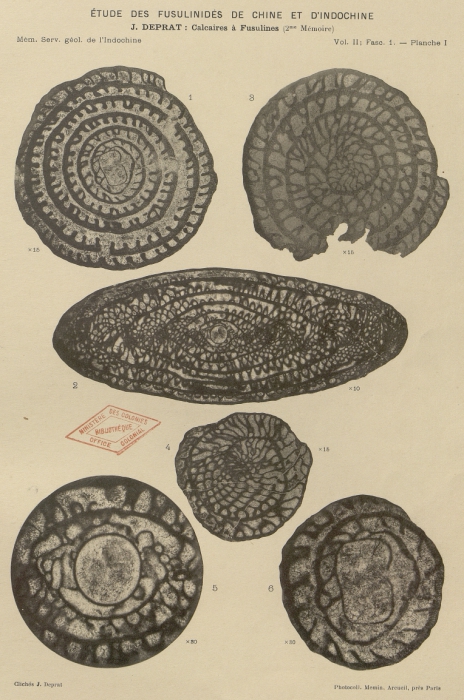 Fusulina gigantea Deprat, 1913 Fusulina gigantea Deprat, 1913