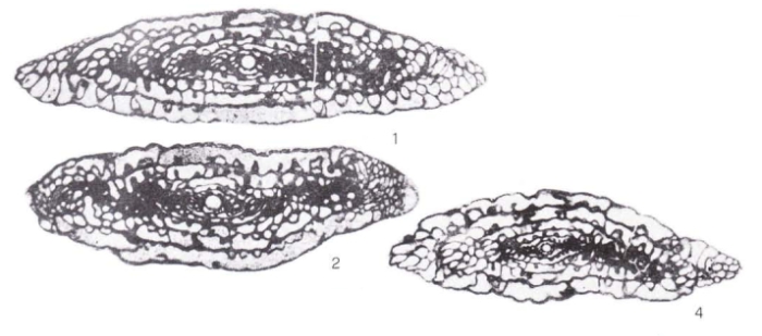 Undatafusulina asiatica Leven, 1998
