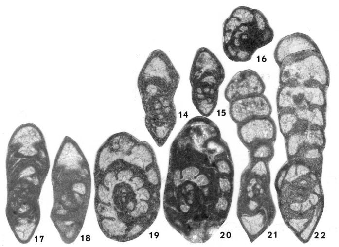 Neoendothyranella wildei Nestell & Nestell, 2006