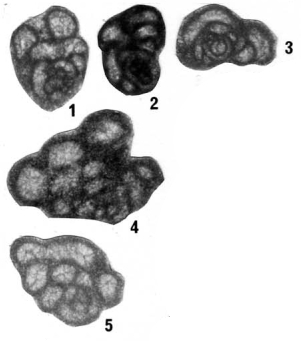 Tansillites anfractuosus Nestell & Nestell, 2006 Tansillites anfractuosus Nestell & Nestell, 2006