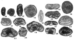 Pseudohemigordius incredibilis Nestell & Nestell, 2006