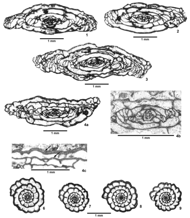 Douglassites sprucensis Read & Nestell, 2018 Douglassites sprucensis Read & Nestell, 2018