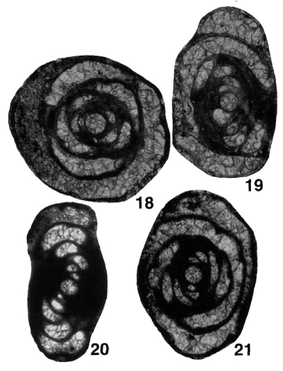 Pseudomidiella labensis Pronina-Nestell, 2001 Pseudomidiella labensis Pronina-Nestell, 2001