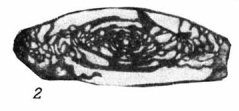 Obsoletes burkemensis Volozhanina, 1962 Obsoletes burkemensis Volozhanina, 1962