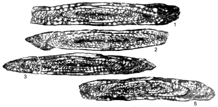 Crenulosepta inyoensis Stevens & Stone, 2009 Crenulosepta inyoensis Stevens & Stone, 2009