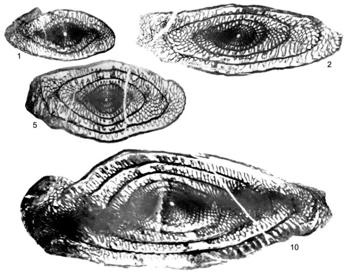 Nigribaccinus giganteus Stevens & Stone, 2009