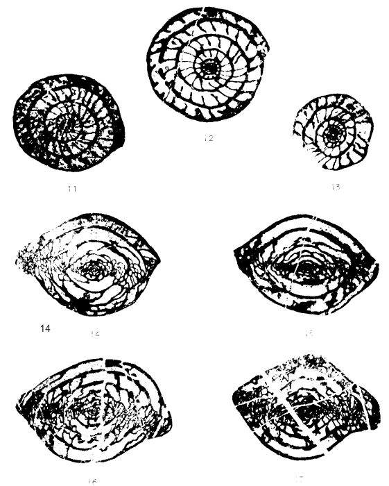 Pseudoschwagerina morikawai Igo, 1957 Pseudoschwagerina morikawai Igo, 1957