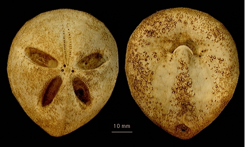 Amphipneustes rostratus Amphipneustes rostratus