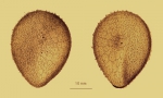 Antrechinus drygalskii